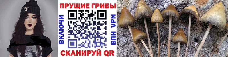 Галлюциногенные грибы Magic Shrooms  hydra ТОР  Цимлянск 